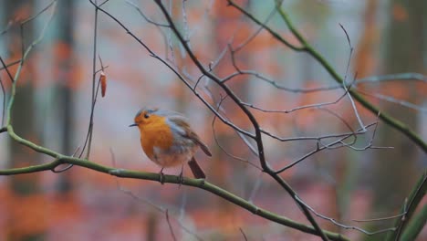 Nahaufnahme-Einer-Robe,-Die-In-Einer-Herbstlichen-Umgebung-Vom-Ast-Eines-Baumes-Fliegt