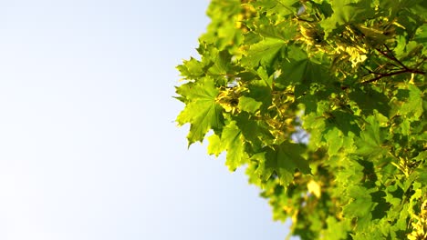 detail of lush tree leaves gently swaying in the wind, against bright blue sky, slow motion shot