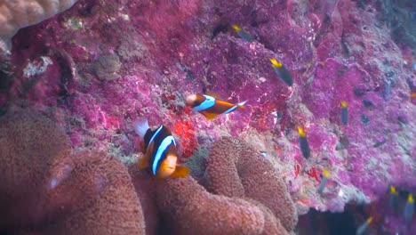 clown fish coming up in anemone on coral reef, australia