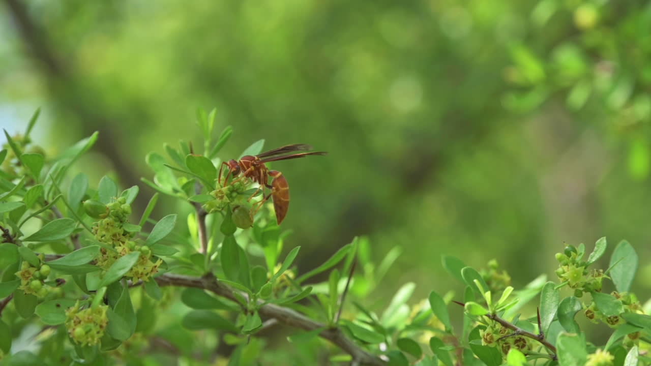 봄철에 열대 덤불에 앉은 노란색 말벌