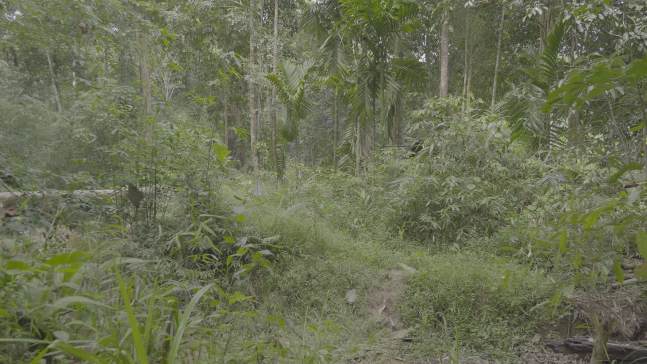 This End Of The Year Normaly November To December Is Fpr Local Fruits Like durian,Rambutan And Etc Its A local Delicacy Fruits For The Local