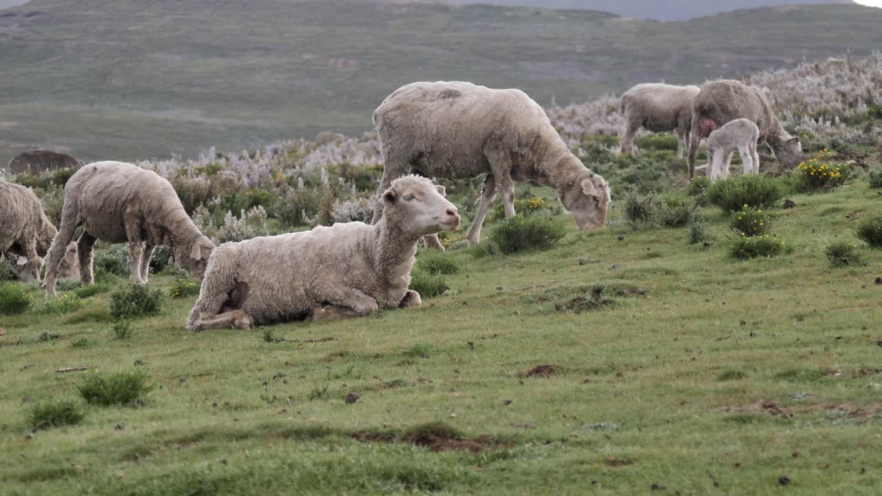 las ovejas rumian en la ladera de los pastos verdes mientras el rebaño lanoso pasta detrás