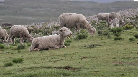 Las-Ovejas-Rumian-En-La-Ladera-De-Los-Pastos-Verdes-Mientras-El-Rebaño-Lanoso-Pasta-Detrás