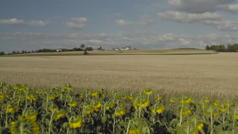 Sunflowers-growing-in-front-of-wheat-field,-Aerial-tracking-forward