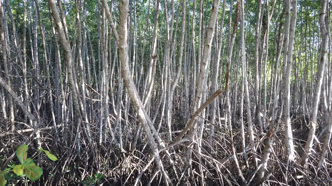 영화 망그로브 숲 광각 나무 열대 풍경 빛의 스카이 라인 빛은 그로브 초록색을 통해 온다, 발리 인도네시아
