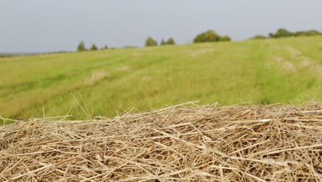 otoño - tiempo de cosecha. balas de heno de cerca. concepto de la agricultura.