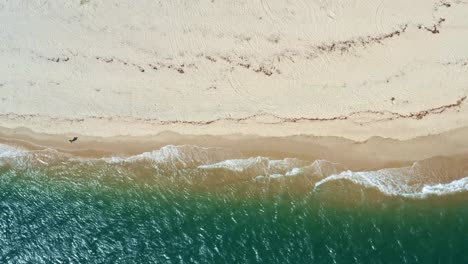 Drohnenaufnahme-Aus-Der-Vogelperspektive-Von-Oben-Auf-Den-Tropischen-Rio-Grande-Do-Norte,-Brasiliens-Küste-Mit-Goldenem-Sand,-Türkisfarbenem-Klarem-Wasser-Und-Kleinen-Ruhigen-Wellen-Zwischen-Baia-Formosa-Und-Barra-De-Cunha?