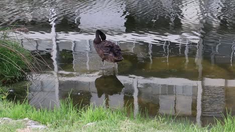 cisne negro único acicalarse las plumas en waters edge - perth, australia