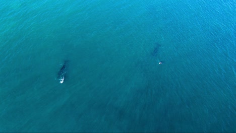 pod of whales swimming in shallow clear waters - aerial birdseye wide shot