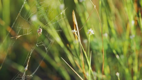 spider in a web on green grass