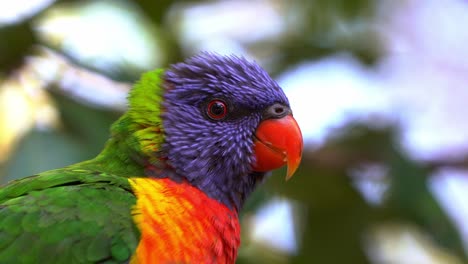 Extreme-Nahaufnahme-Eines-Wunderschönen-Regenbogenloris-(Trichoglossus-Moluccanus)-Mit-Leuchtend-Buntem-Gefieder,-Der-Auf-Dem-Baum-Sitzt-Und-Sich-In-Seinem-Natürlichen-Lebensraum-Um-Die-Umgebung-Wundert