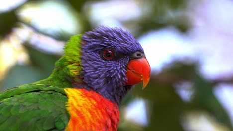 toma muy cercana de un hermoso lorikeets arco iris, trichoglossus moluccanus con un plumaje vibrante y colorido, encaramado en el árbol, maravillándose por el medio ambiente circundante en su hábitat natural