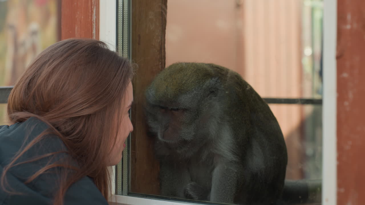 Donna caucasica allo zoo osserva una scimmia tranquilla attraverso il vetro, visitatrice che si sporge, volontario che sorride, ricercatore che annota il comportamento, calda cornice di legno, luce naturale soffusa, atmosfera tranquilla e affettuosa