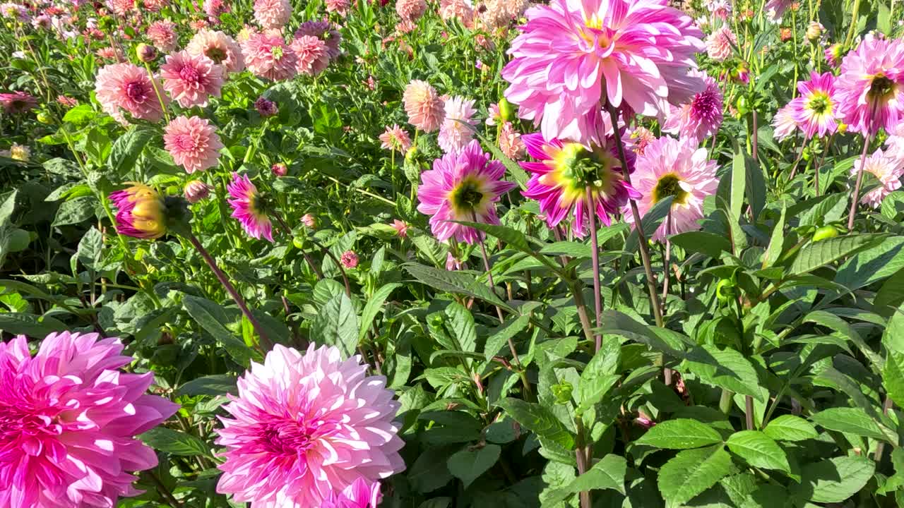 Vivaci dalie rosa riempiono l'inquadratura mentre la telecamera panoramica lentamente attraverso un giardino botanico illuminato dal sole, mettendo in risalto il fogliame lussureggiante e le vivaci fioriture estive.