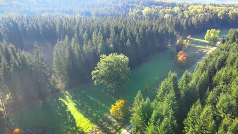 Filmflug-Am-Morgen-In-Einem-Wald