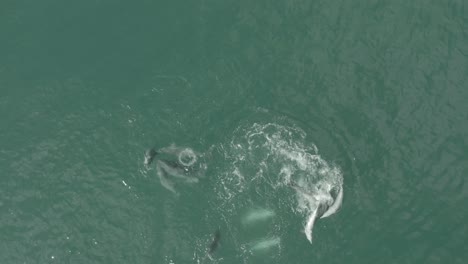 weiblicher delfin wird von männlichem delfin in vleesbaai westkap in südafrika gejagt