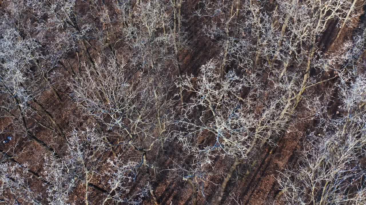 Aerial view of the winter forest. Beautiful view on trees without leaves covered with snow in winter time. Slow motion.