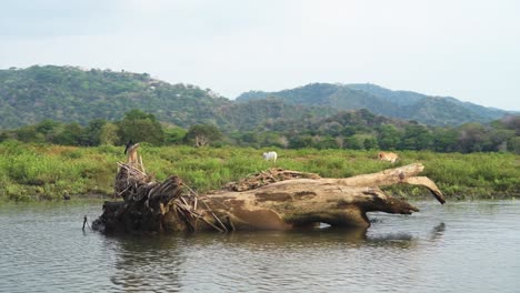 paisaje del río tarcoles de costa rica, hermoso paisaje verde mientras se desplaza y viaja en un recorrido turístico en barco por la naturaleza, provincia de puntarenas, américa central