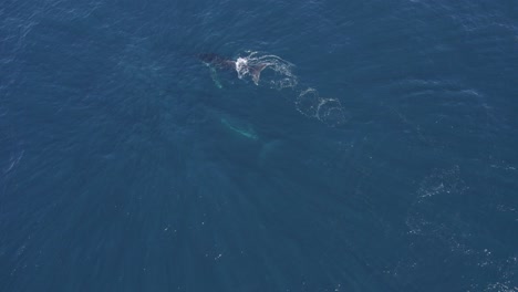 Vista-Aérea-De-Una-Ballena-Jorobada-Nadando-Y