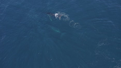 vista aérea de una ballena jorobada nadando y