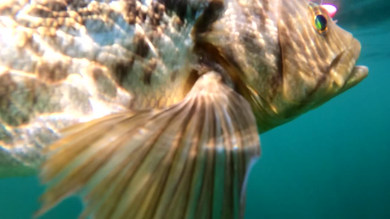 калико морской бас вблизи, когда свет отражается на красивых чешуях