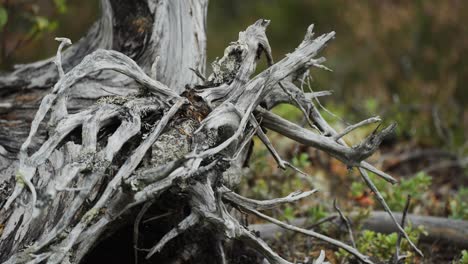 un primer plano de las raíces secas y desgastadas de los árboles que se extienden por el suelo del bosque, mostrando intrincadas texturas naturales