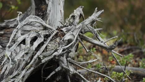 a close-up of weathered, dry tree roots sprawling across the forest floor, displaying intricate natural textures