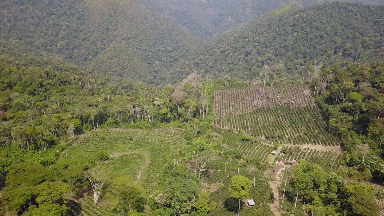 plantación de café en la selva montañosa boliviana