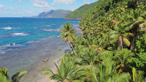 Slow-drone-flight-over-many-palm-trees-growing-at-beach-of-Ermitano