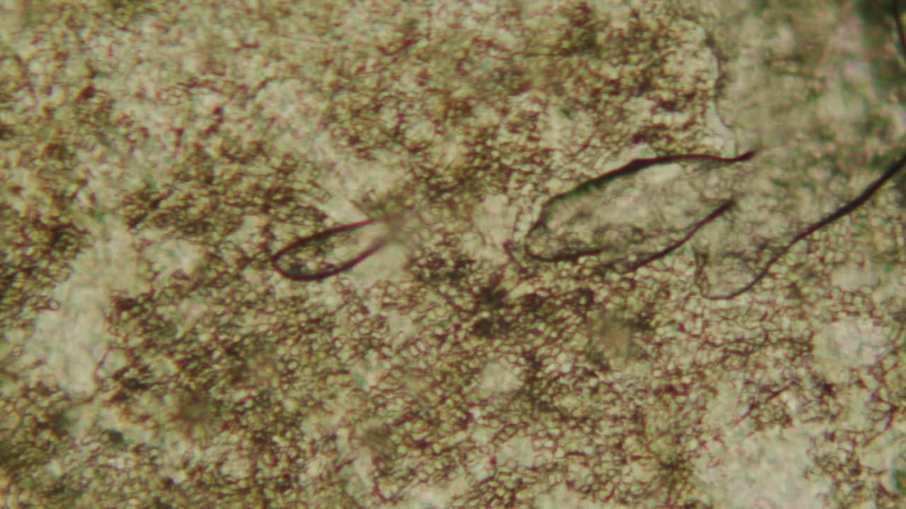 Vista microscopica dettagliata di cellule vegetali verdi