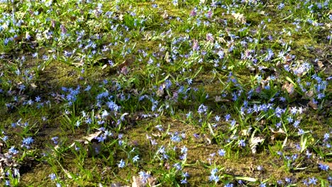 glade of blue spring flowers in the forest on a bright sunny day. scilla siberian or blue snowdrop in the forest. the view from the top. pan from top to bottom. 4k. 25 fps.