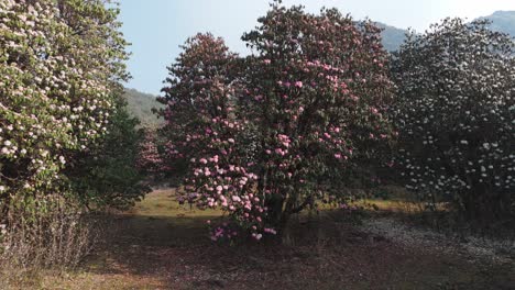 rhododendron laligurans rojo de nepal