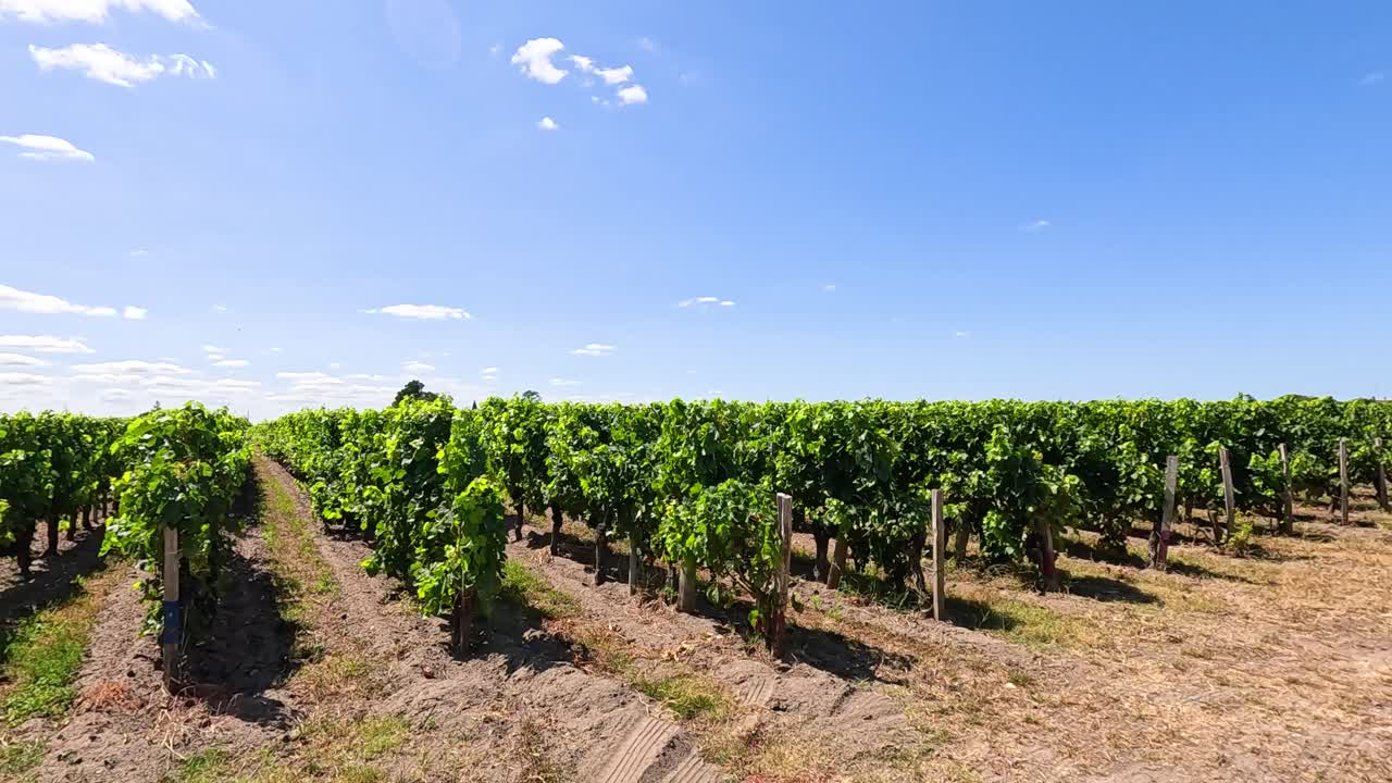 un viñedo exuberante bajo un cielo azul claro