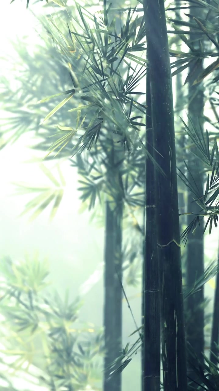 Foresta di bambù con la luce del sole che filtra attraverso le foglie verdi nelle ore mattutine.