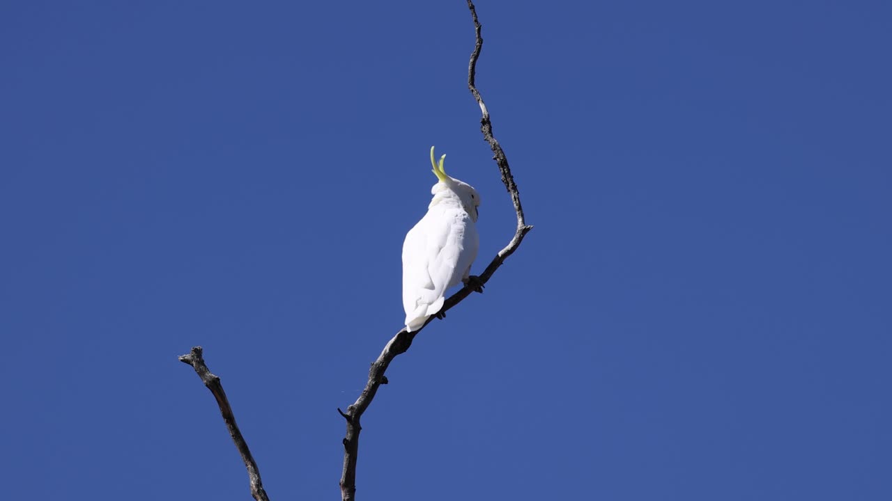 카카투는 환경과 상호 작용합니다.