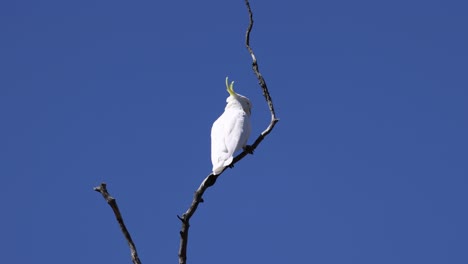 la cacatúa interactúa con su entorno