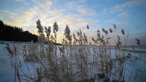 reeds in cold winter wind near sea