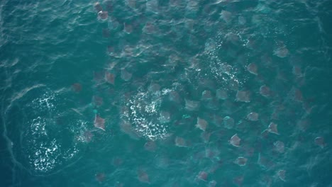aerial view above a pack of breaching mobula rays, in mexico - top down, drone shot