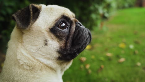 perro pug concentrado escuchando ruidos afuera, nariz crispada y huye