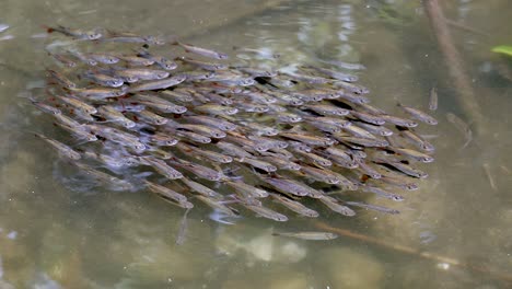 Close-up-shot-showing-school-of-fish-swimming-in-natural-pond-during-daytime