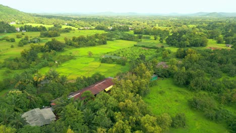 greenery forest 360d bird eye view