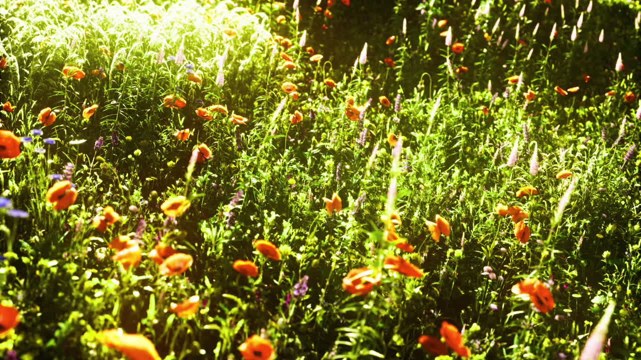 Bright wildflower field in spring with vibrant colors under sunlight