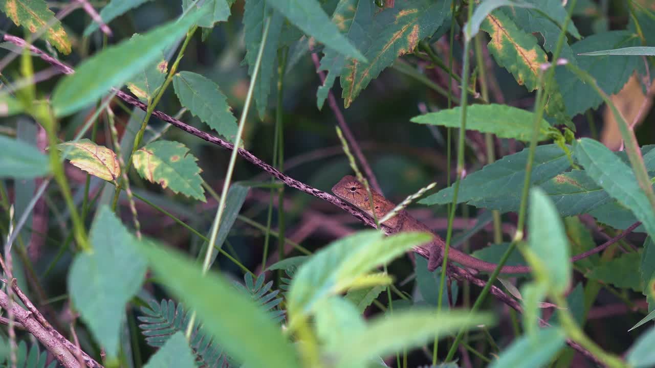 큰 도마뱀이 덤불 속의 가지 위로 천천히 이동하고 있습니다.