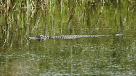 caimán americano nadando en la naturaleza