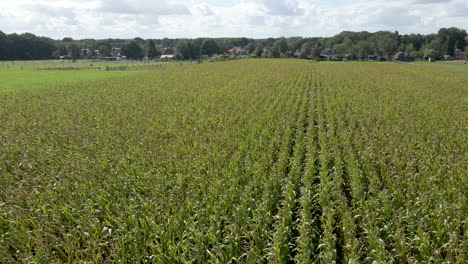 Antena-Baja-Sobre-Un-Hermoso-Campo-De-Trigo-Verde-En-Tierras-De-Cultivo