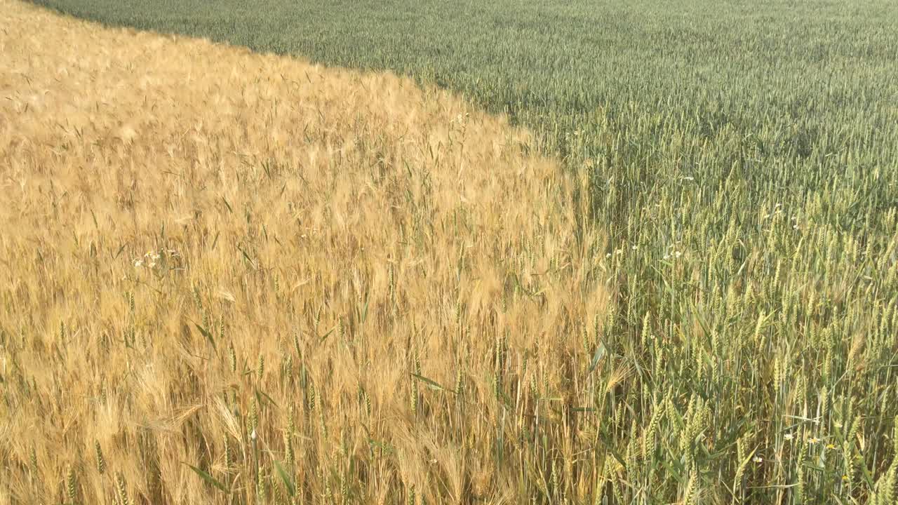 время сбора урожая