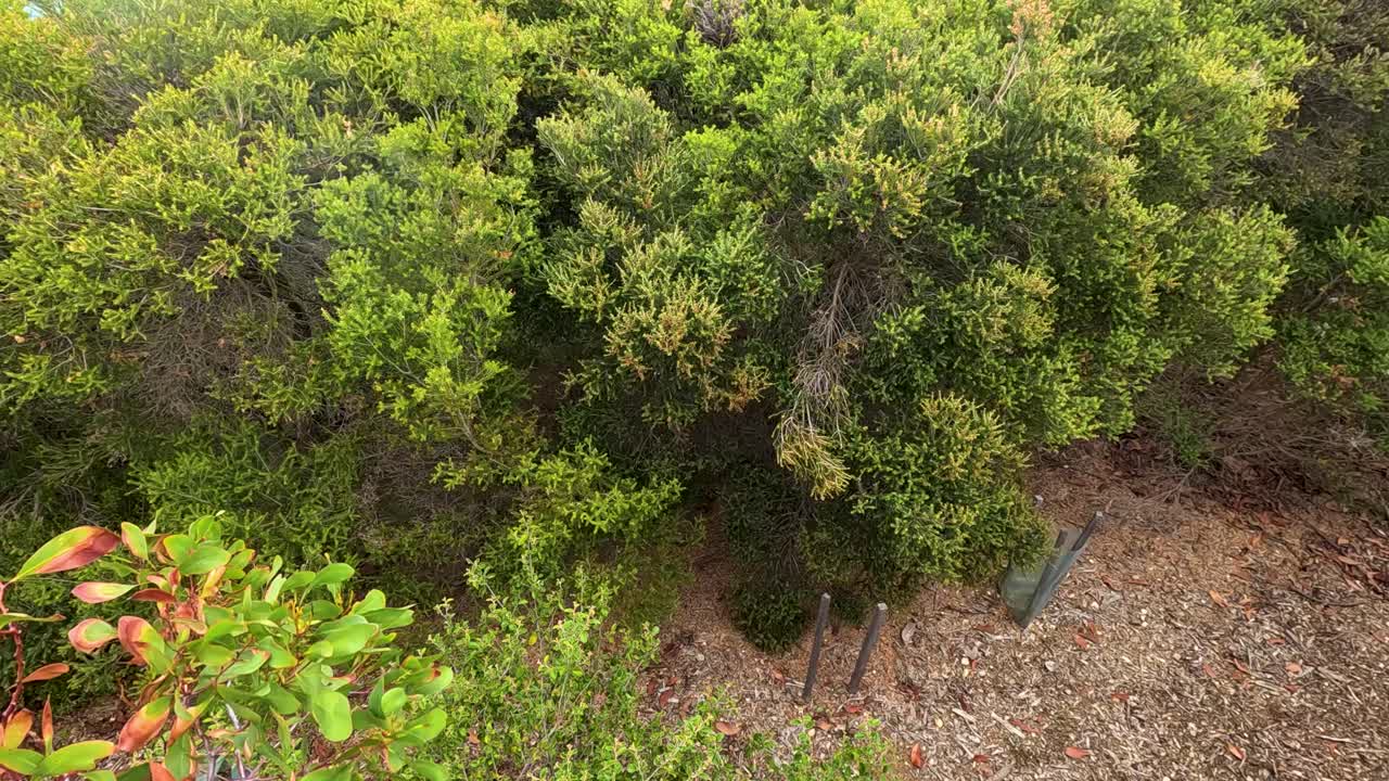 Dense coastal vegetation sways gently in the wind above a dirt path, captured in daylight with a static, slightly elevated camera angle