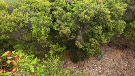 dense coastal vegetation sways gently in the wind above a dirt path, captured in daylight with a static, slightly elevated camera angle