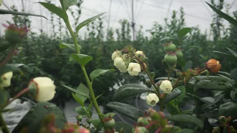 blueberry plants getting pollinated by bee
