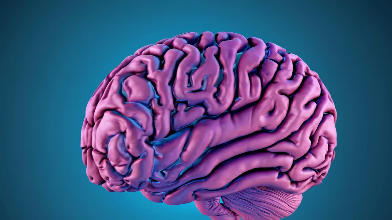3D Model of a Human Brain